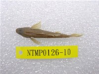 藏品(臺灣鏟頜魚)的圖片